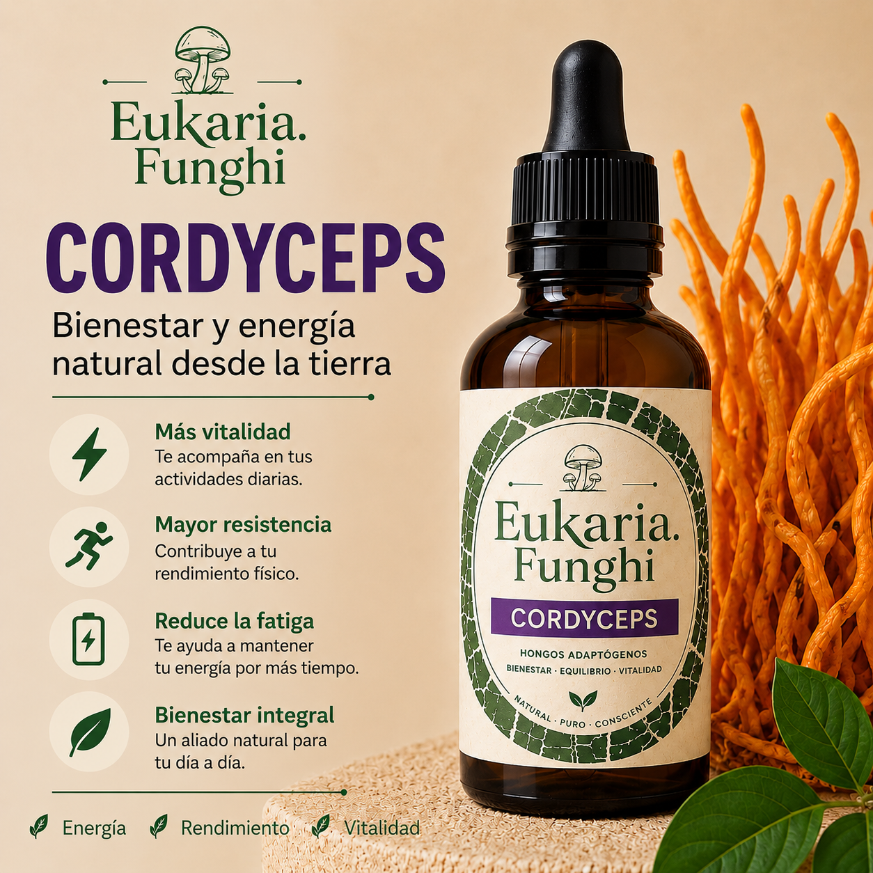 Beneficios de Cordyceps Eukaria Funghi